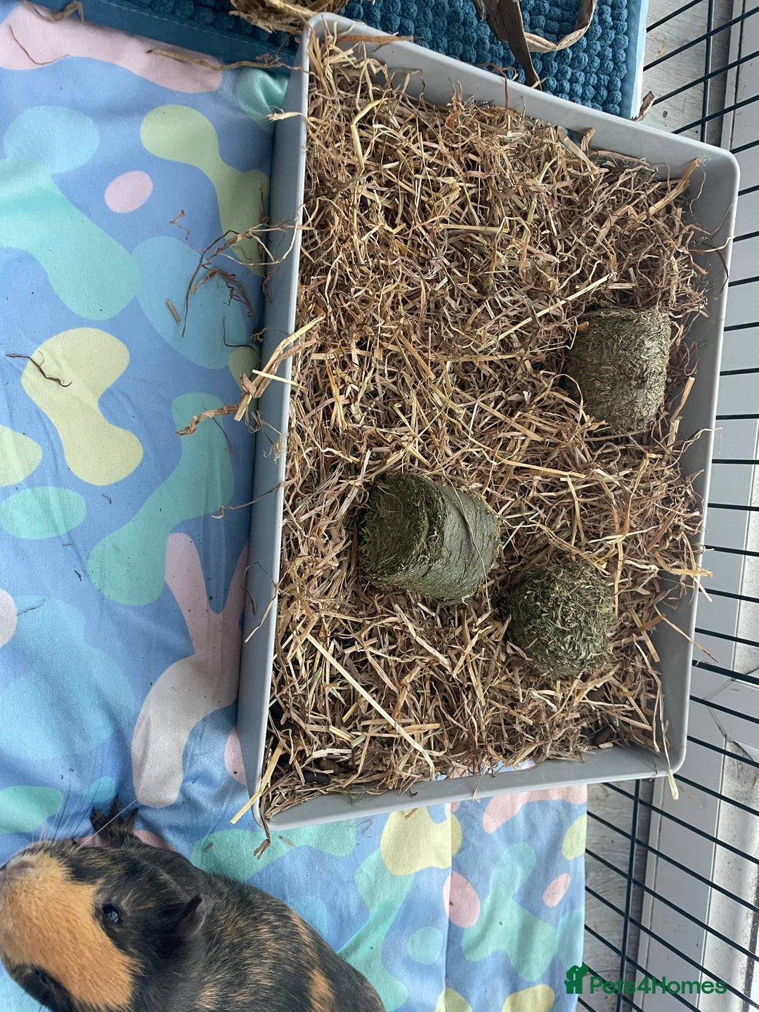 Guinea Pig rodents for sale: 3 male guinea pigs 8 months with everything includ - Advert 6