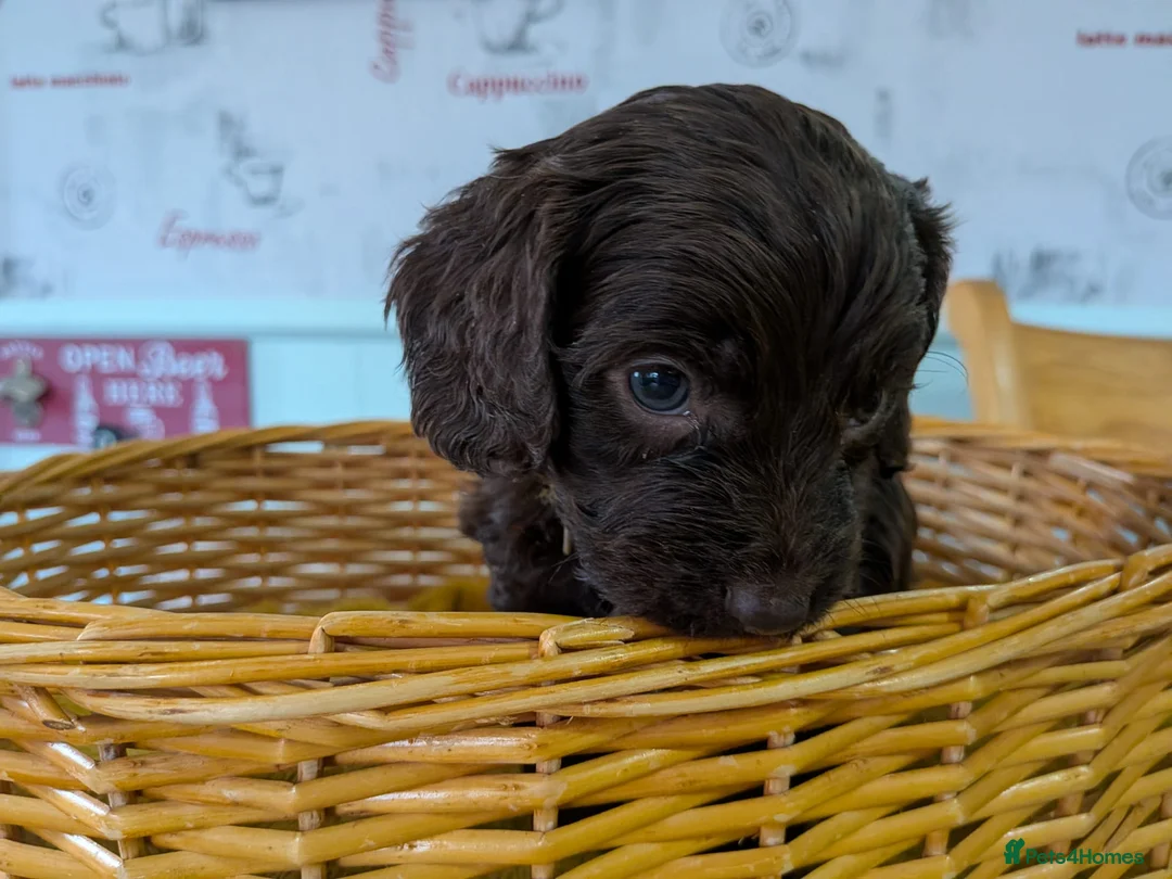 Cockapoo dogs for sale: Cockapoo pup - Advert 2