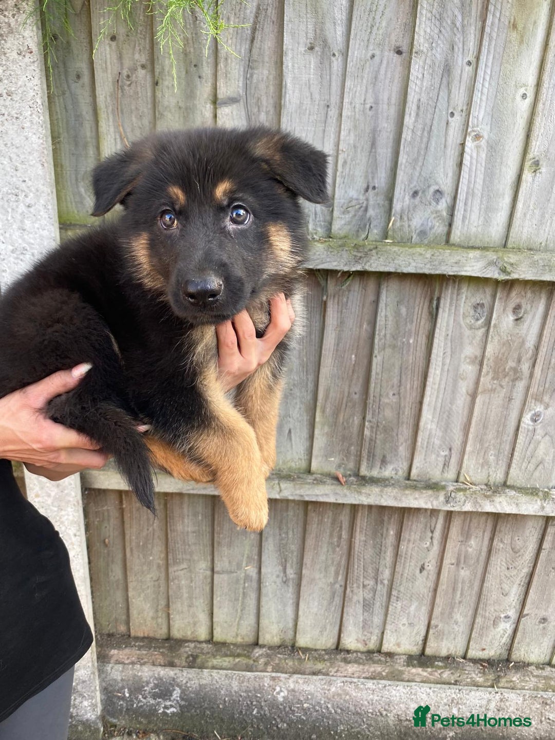 German Shepherd dogs for sale: Gorgeous KC reg Long haired German Shepherd Pups - Image 9