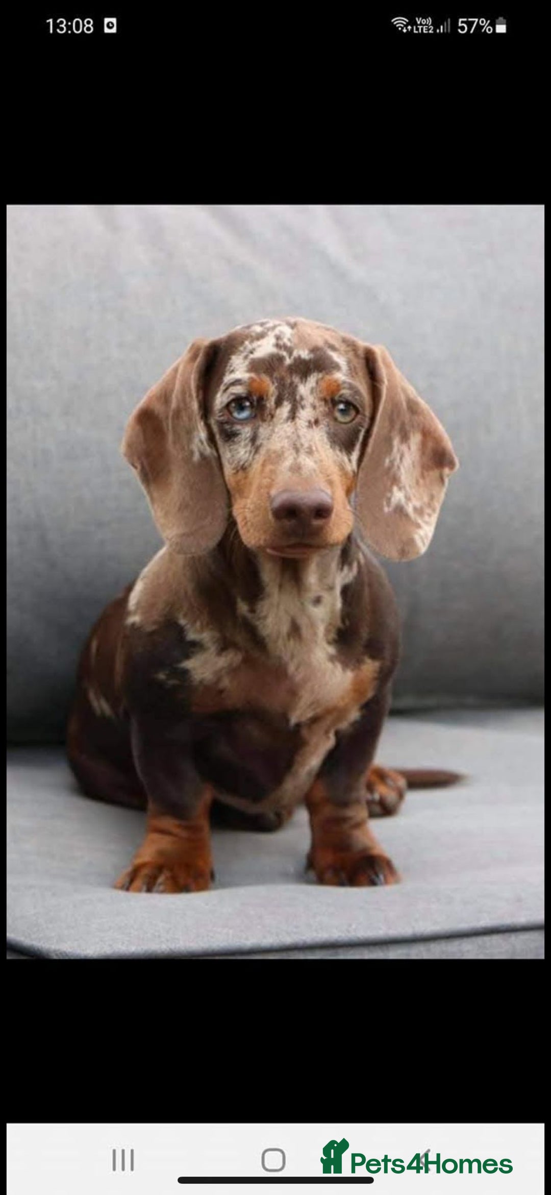 Miniature Dachshund dogs for sale: Minature dachshunds - Advert 12