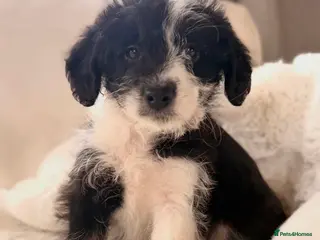 Bordoodle dogs F1 Borderdoodle Puppies - Advert 2