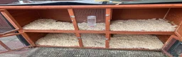 Mixed Breed rabbits for sale: Rabbits for sale in Hampton - Advert 10