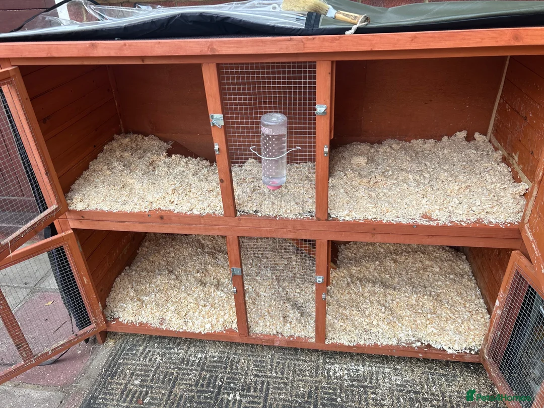 Mixed Breed rabbits for sale: Rabbits for sale in Hampton - Advert 10