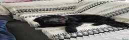 Cockapoo dogs for sale: 11 month cockapoo male f1 in Newcastle upon Tyne - Advert 2