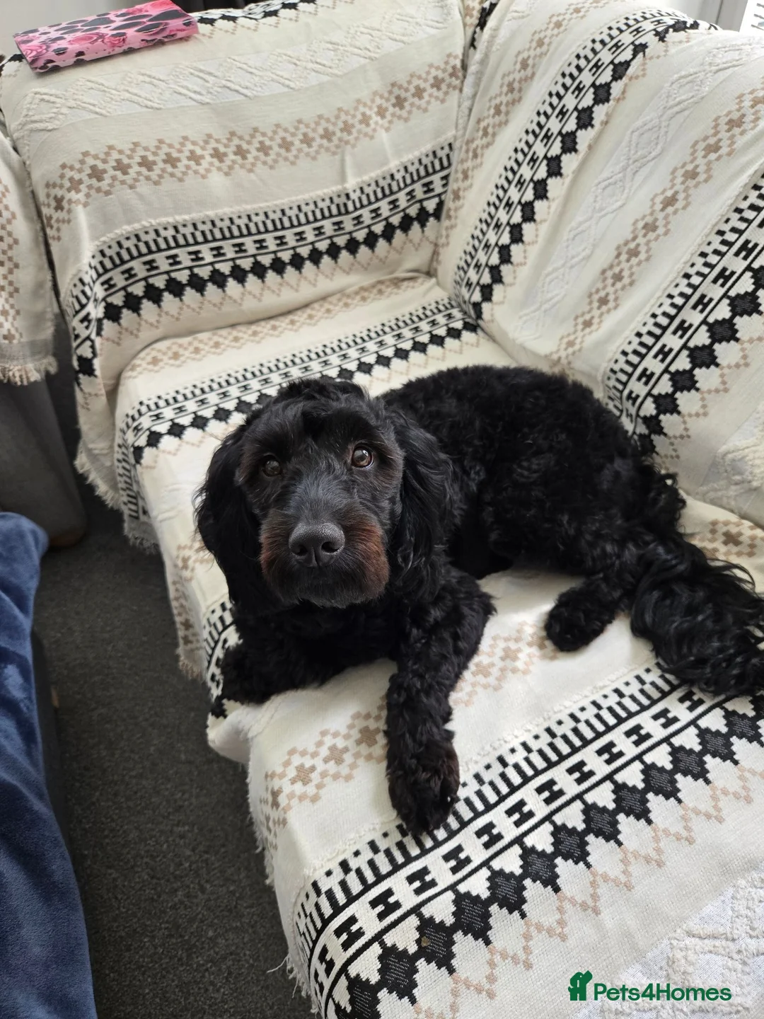 Cockapoo dogs for sale: 11 month cockapoo male f1 in Newcastle upon Tyne - Advert 2