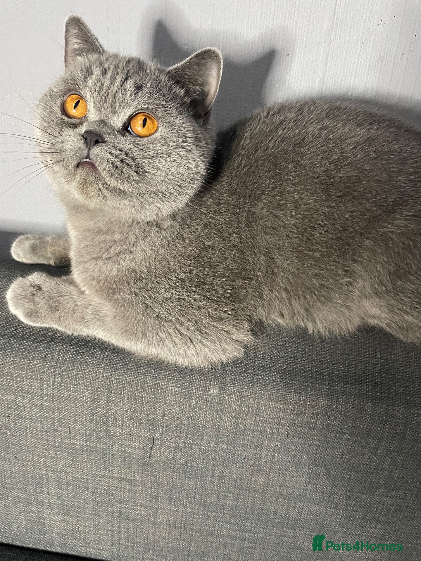 British Shorthair cats LAST KITTEN AVAILABLE – SPECIAL HOME NEEDED - Advert 5