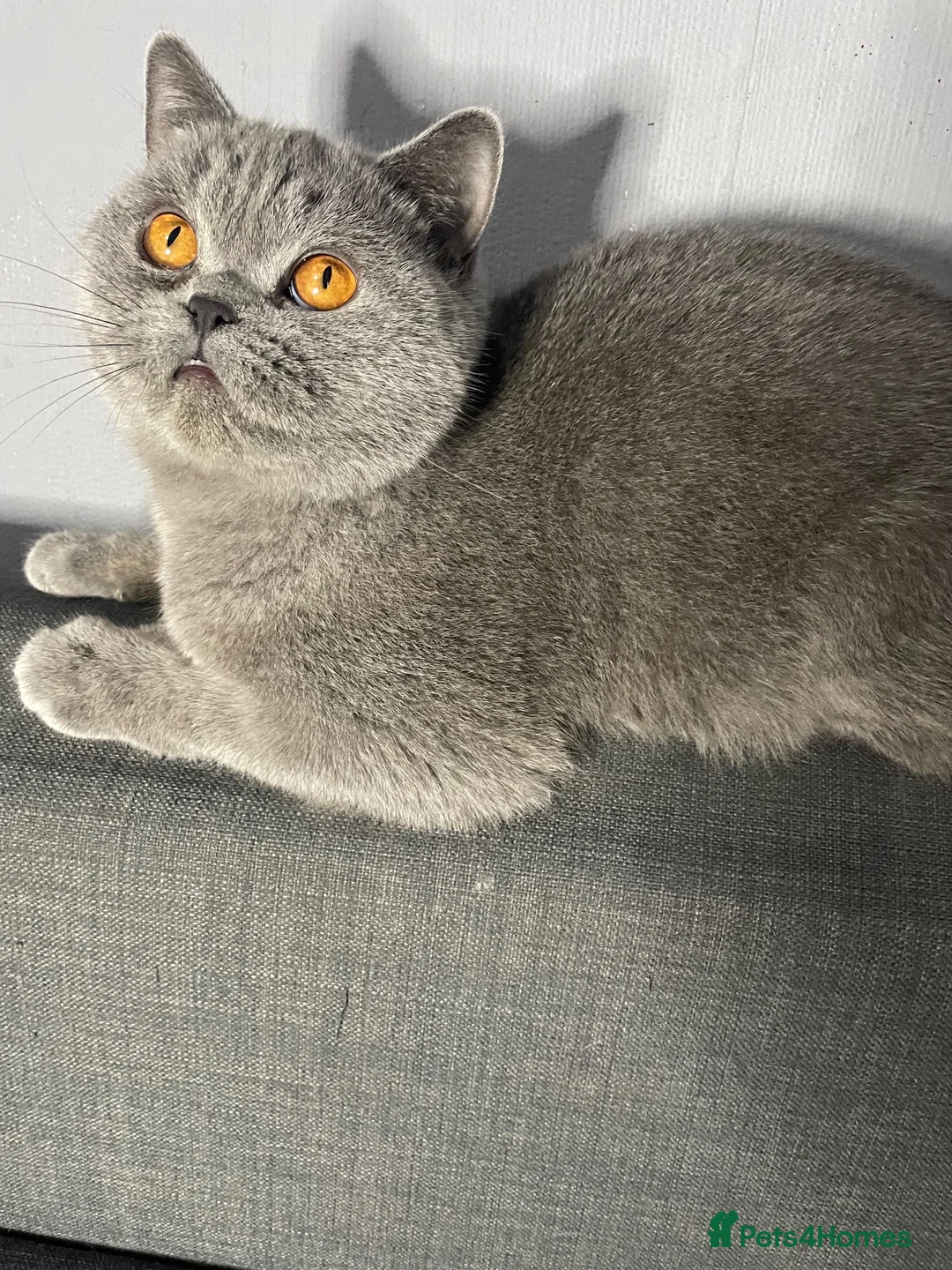 British Shorthair cats for sale: LAST KITTEN AVAILABLE – SPECIAL HOME NEEDED - Advert 1