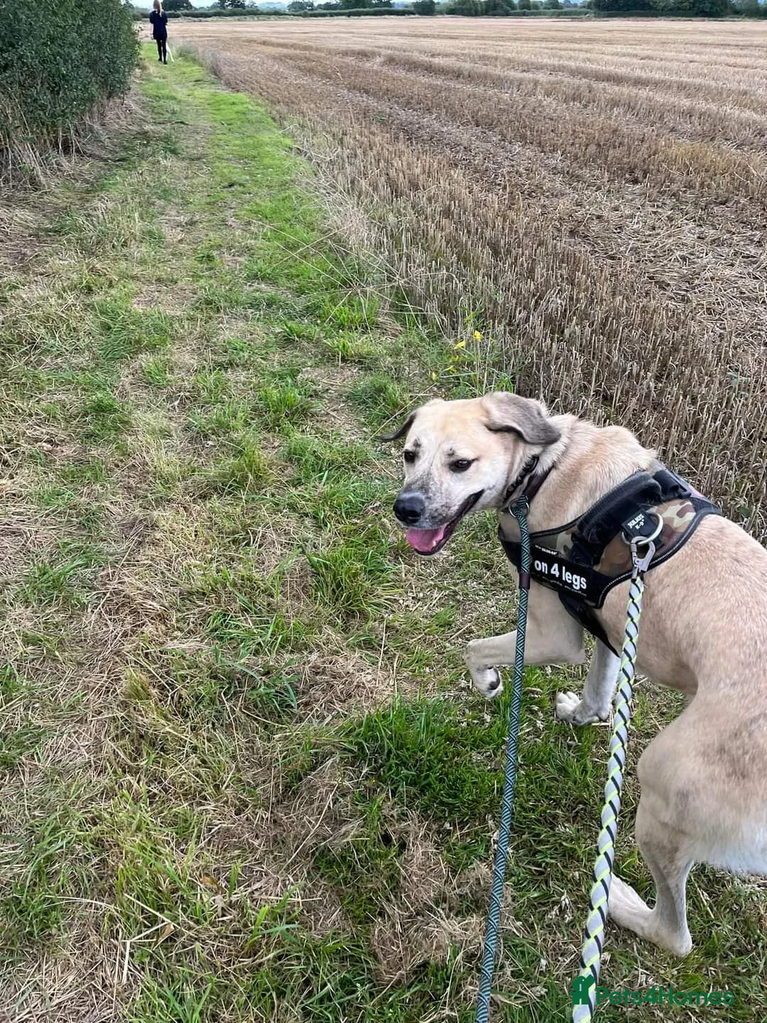 Mixed Breed dogs for adoption: Meet Ziggy, currently residing in Cheshire  in Nantwich - Advert 6