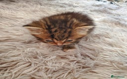 British Shorthair cats for sale: Adorable British Shorthair x Tabby Kittens - Image 14