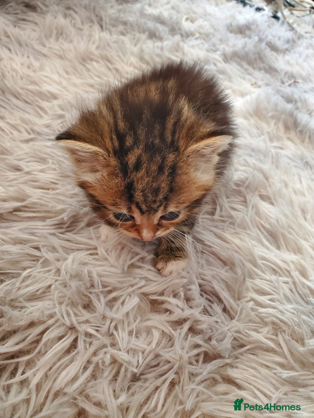British Shorthair cats for sale: Adorable British Shorthair x Tabby Kittens - Image 14