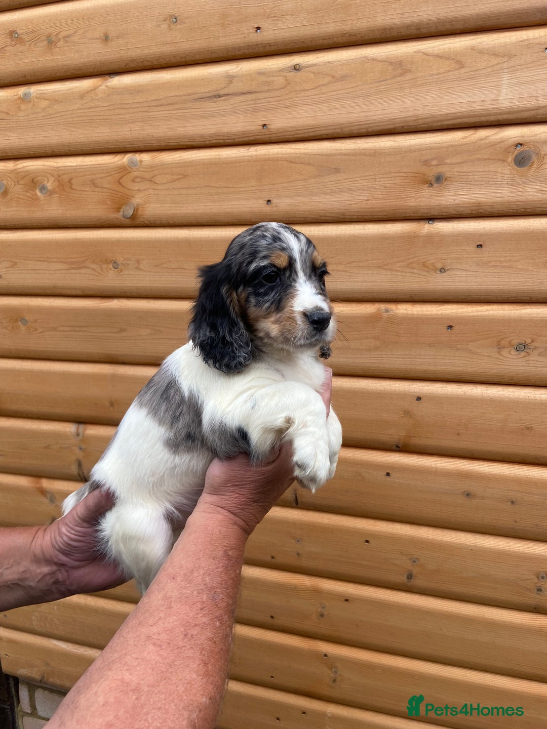 Cocker Spaniel dogs for sale: Cocker spaniel puppies  - Image 6