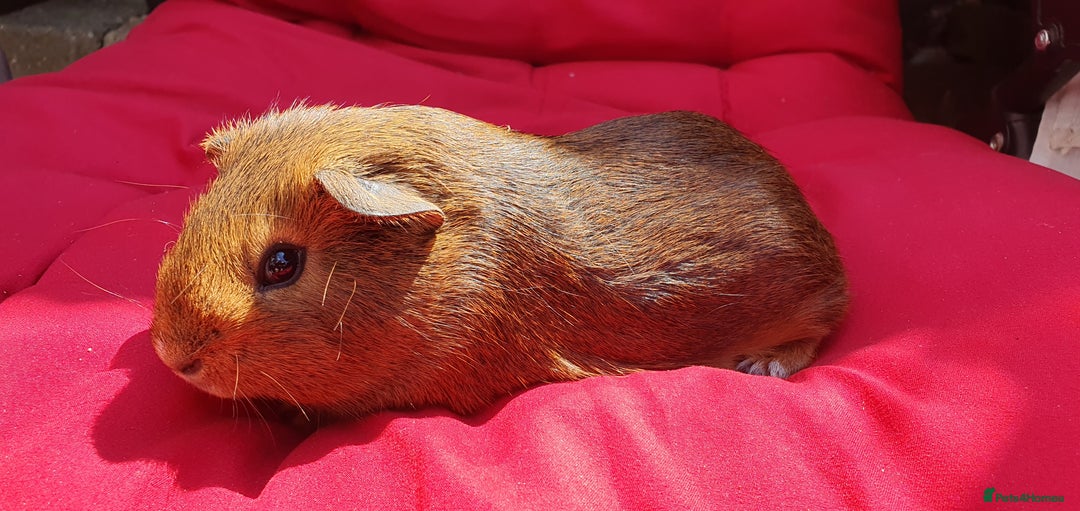 Guinea Pig rodents for sale: Male guineapigs  - Image 4