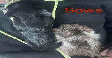 Guinea Pig rodents Baby bonded sows £40 pair  - Advert 1