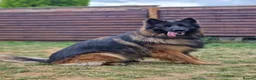 German Shepherd dogs for sale: Beautiful German Shepherd Puppies  - Advert 12