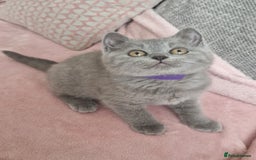 British Shorthair cats for sale: READY NOW, GCCF BLH & PET BSH PEDIGREE KITTENS - Image 8