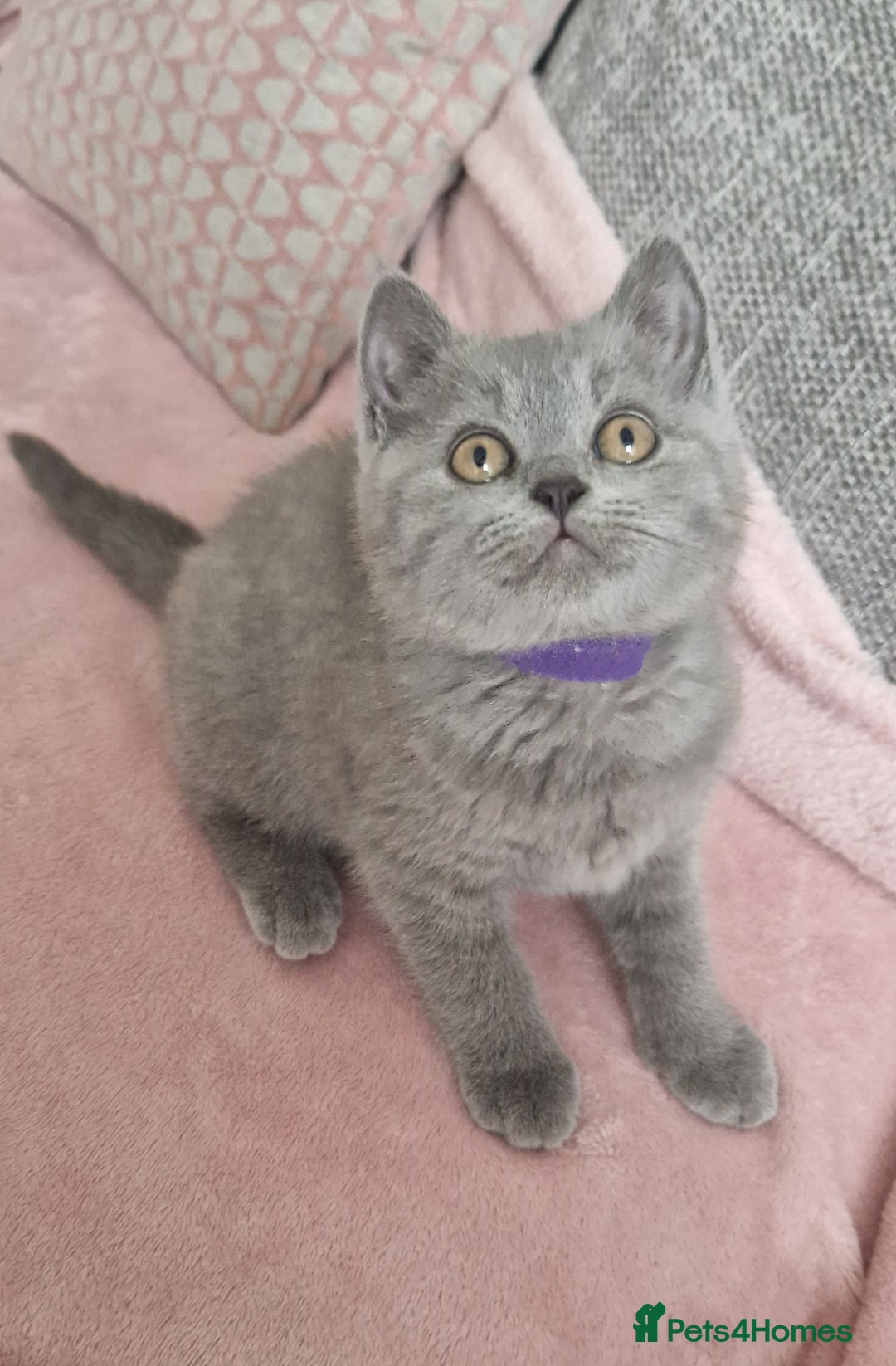British Shorthair cats for sale: READY NOW, GCCF BLH & PET BSH PEDIGREE KITTENS - Image 8