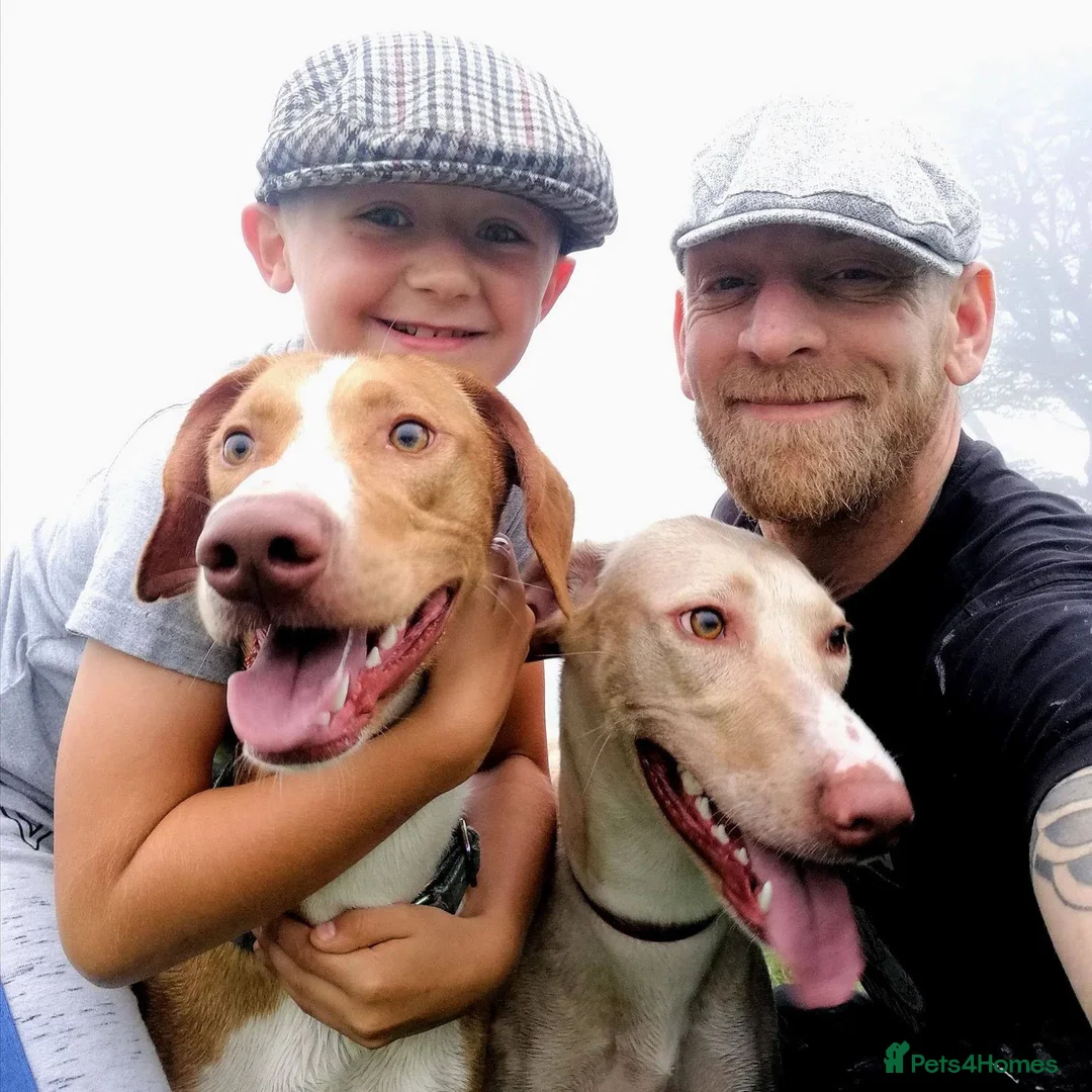 Mixed Breed dogs for sale: EUROHOUND / SIBERIAN HUSKY CROSS PUPPIES  - Advert 2