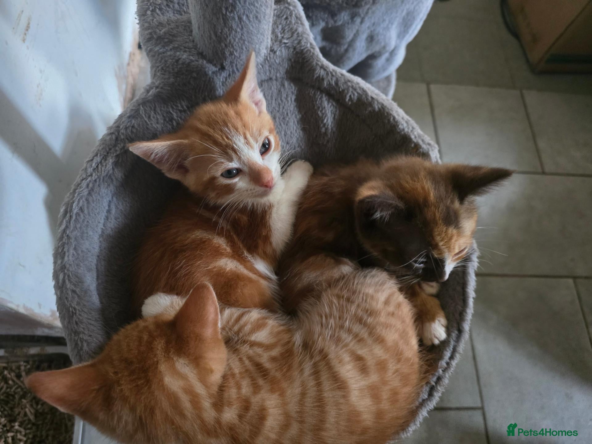 Mixed Breed cats for sale: 4 beautiful kittens ready ror their forever homes. - Advert 10