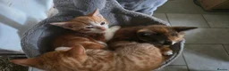 Mixed Breed cats for sale: 4 beautiful kittens ready ror their forever homes. - Advert 1