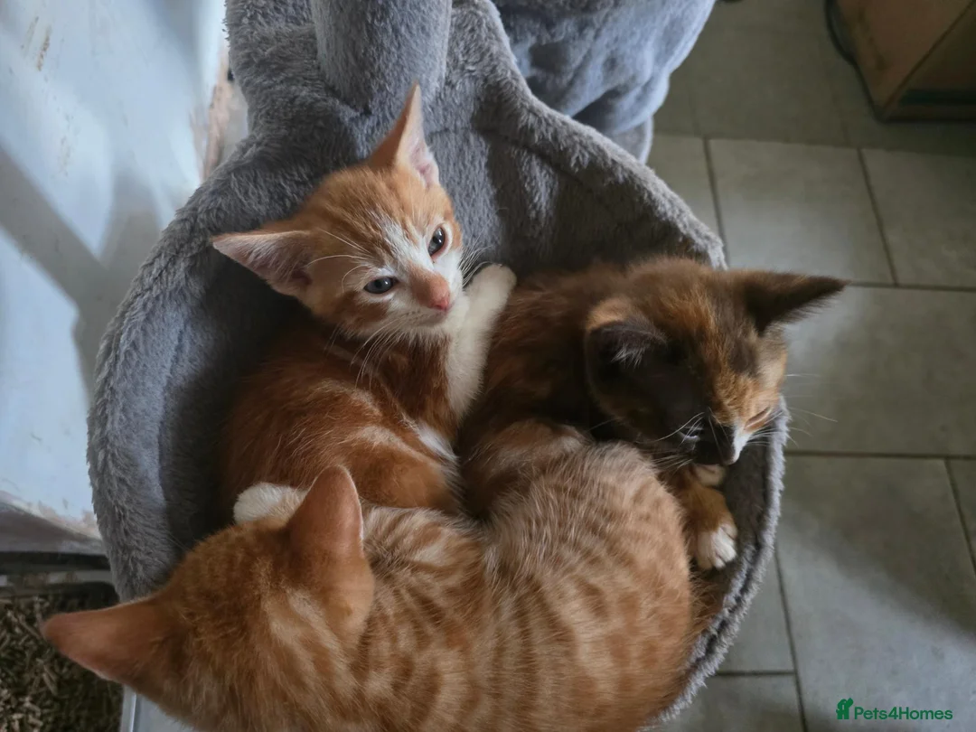 Mixed Breed cats for sale: 4 beautiful kittens ready ror their forever homes. - Advert 1