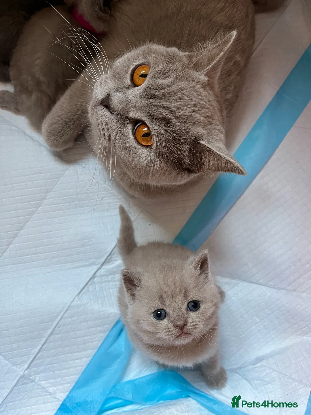 British Shorthair cats for sale: Lilac and blue British Shorthairs GCCF registered - Advert 1