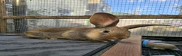 Continental Giant rabbits for sale: Baby giants  - Advert 6