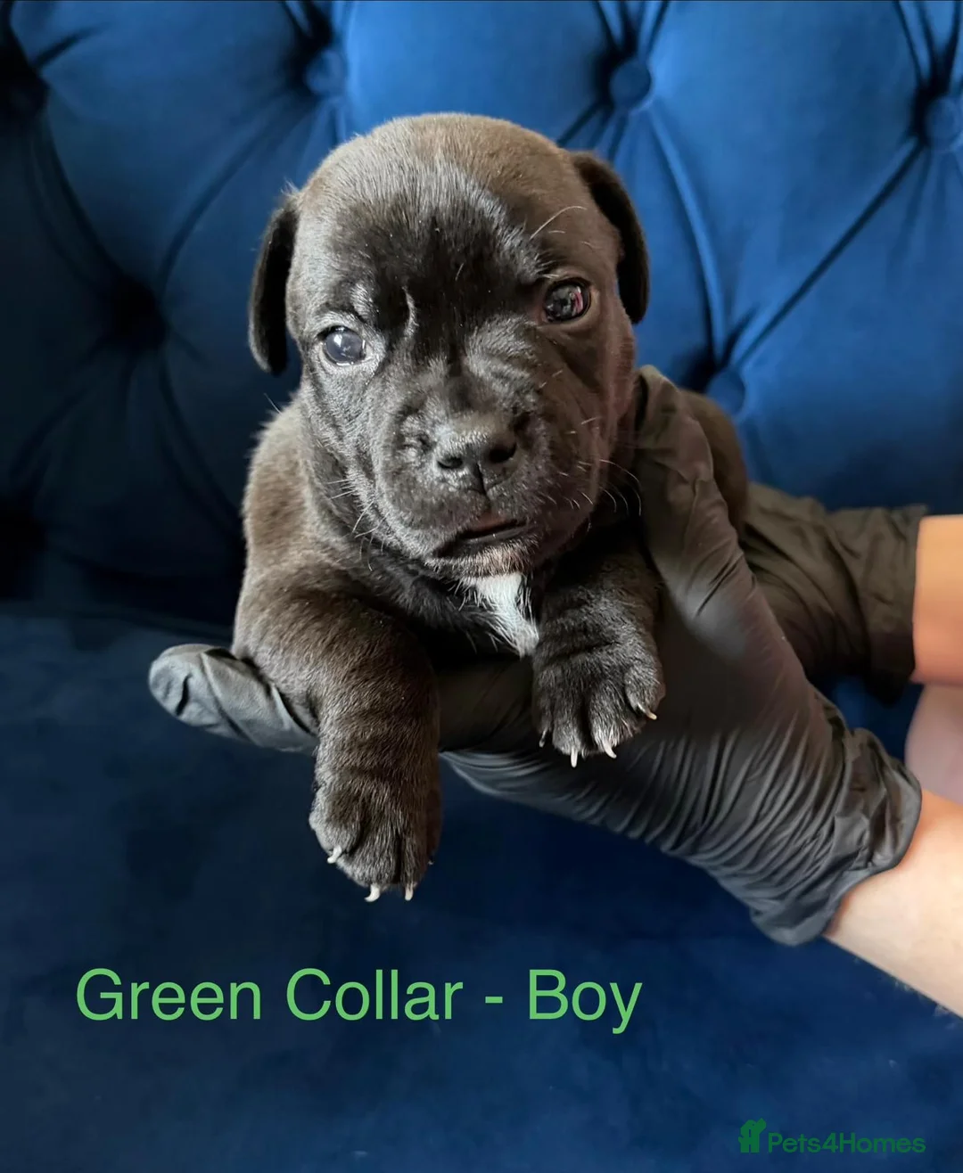 Staffordshire Bull Terrier dogs for sale: KC Staffordshire Bull Terrier Puppies - Advert 29