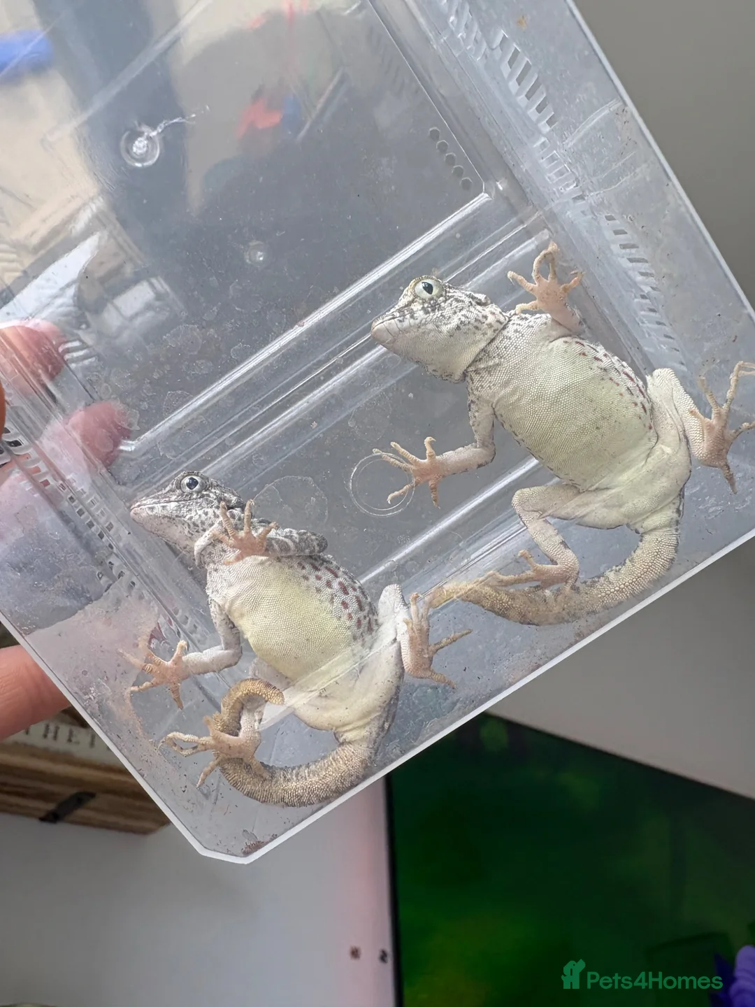 Gecko reptiles for sale: Scorpion Gecko’s in Whitchurch - Advert 5
