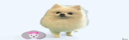 Pomeranian dogs for stud: Pomeranian Boy For Stud - Advert 3