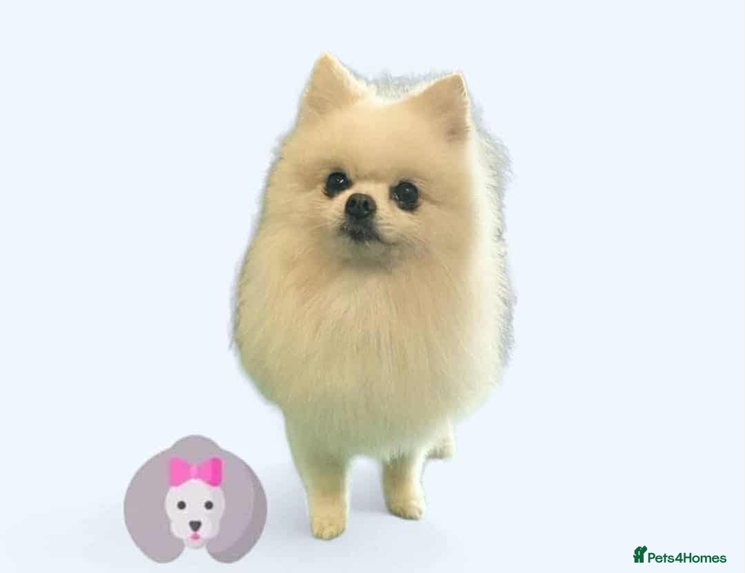 Pomeranian dogs for stud: Pomeranian Boy For Stud - Advert 3