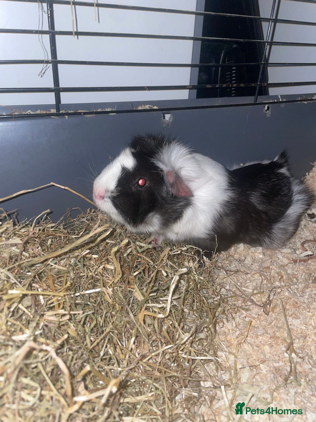 Guinea Pig rodents for sale: Guinea pig - Advert 1