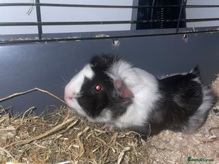 Guinea Pig rodents Guinea pig - Advert 1