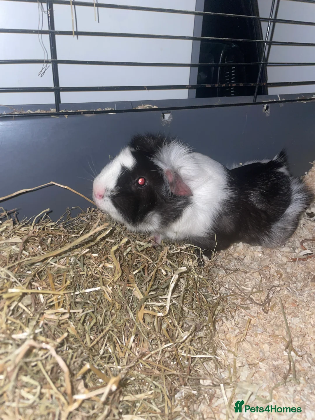 Guinea Pig rodents for sale: Guinea pig - Advert 1