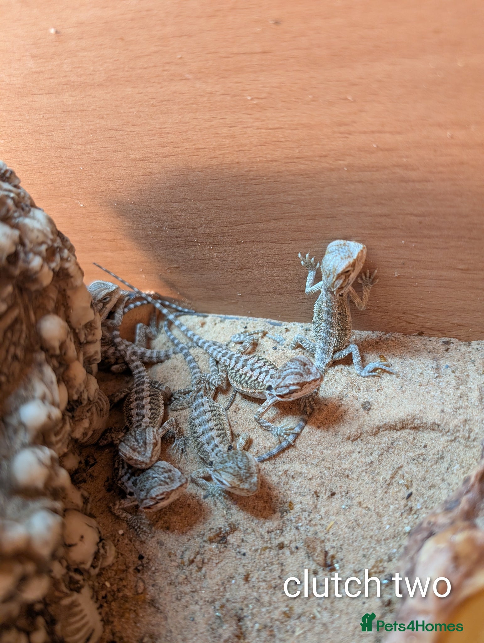 Bearded Dragon reptiles Baby Bearded Dragons  - Advert 10
