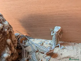 Bearded Dragon reptiles Baby Bearded Dragons - Advert 10