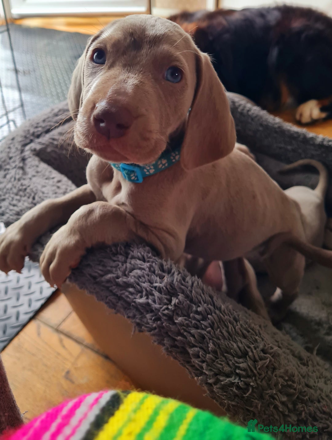 Weimaraner dogs for sale: KC reg Weimaraner pups - Image 13
