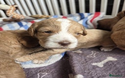 Cockapoo dogs for sale: Beautiful cockapoo puppies  - Image 3