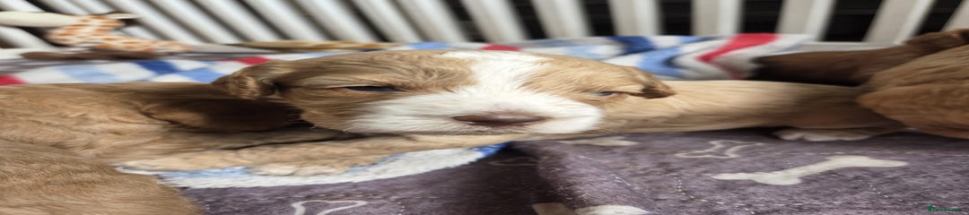 Cockapoo Puppy 1