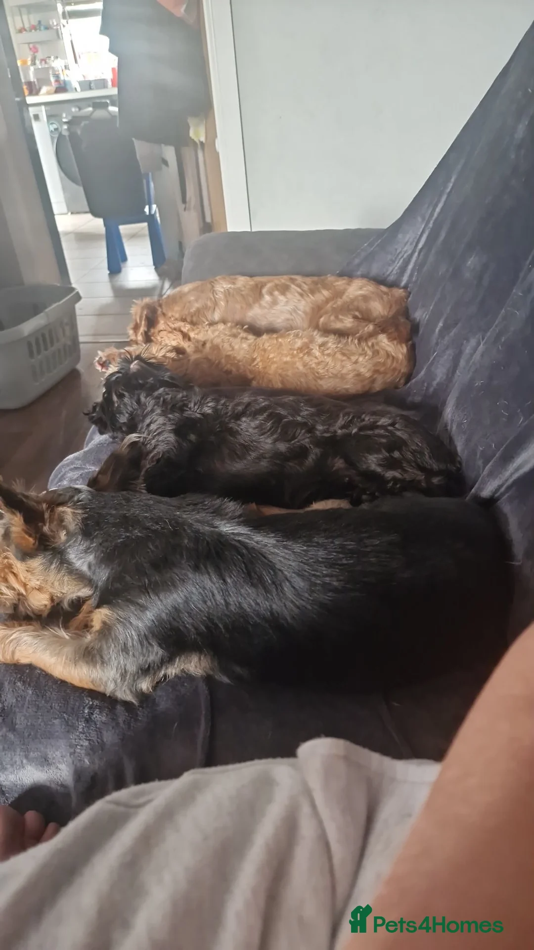 Mixed Breed dogs for sale: Morkiepoo  - Advert 1