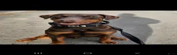 Dobermann dogs for stud: Brown imported doberman for stud duties - Advert 2