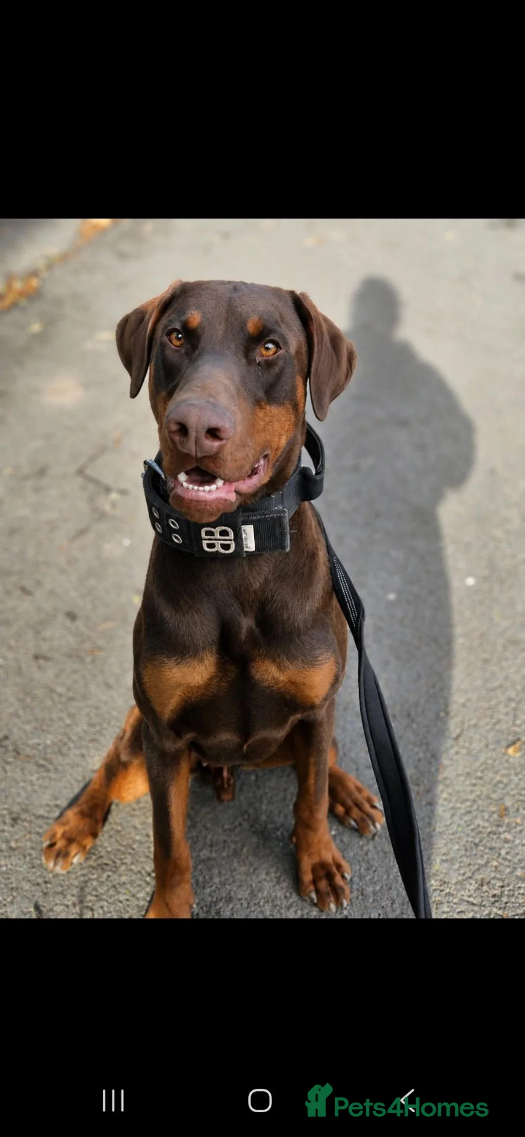 Dobermann dogs for stud: Brown imported doberman for stud duties - Advert 2