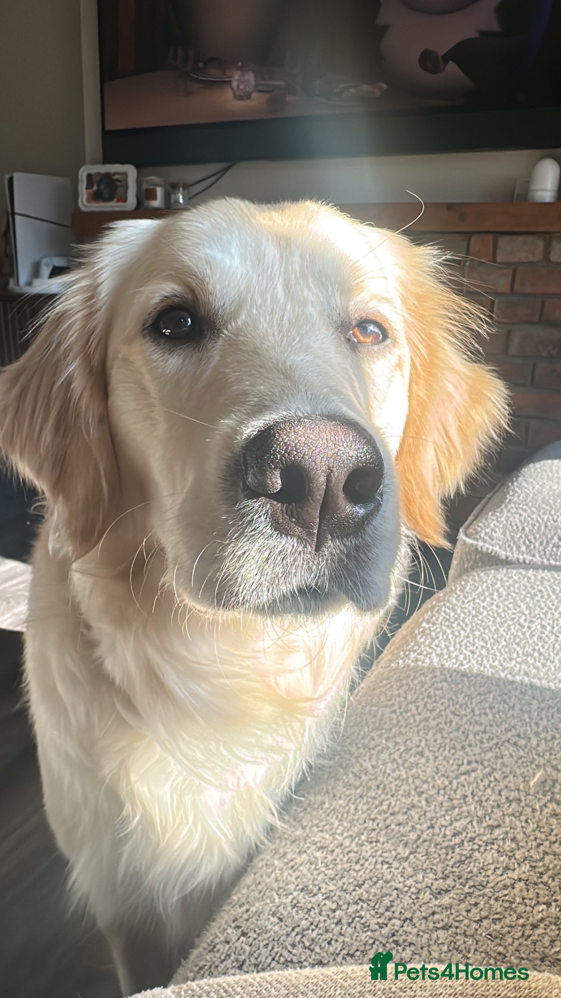 Golden Retriever dogs Golden retriever - 11 months old  - Advert 3