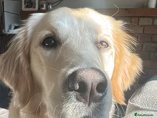 Golden Retriever dogs Golden retriever - 11 months old - Advert 3