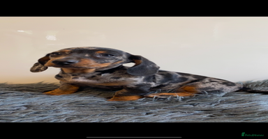 Miniature Dachshund dogs - Advert 12