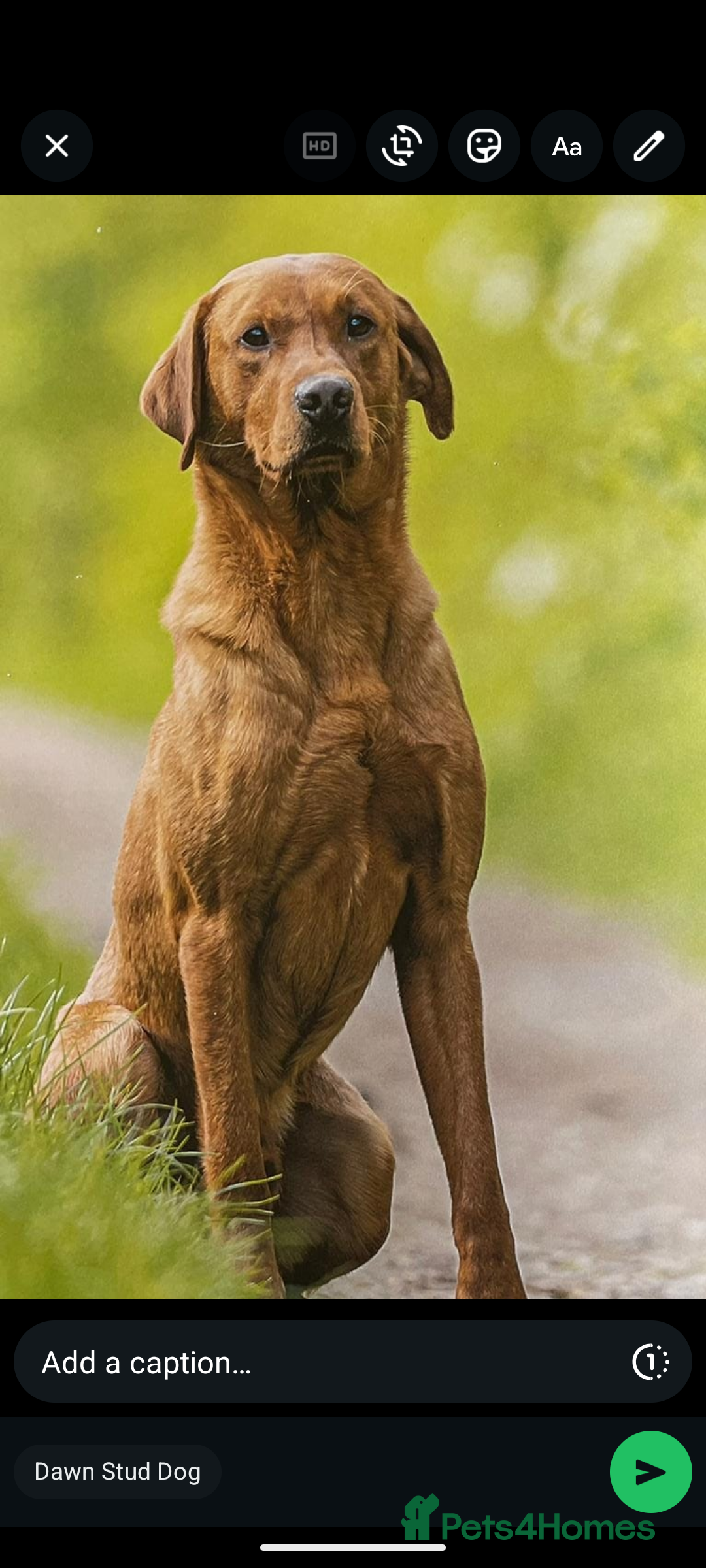 Labrador Retriever dogs Fox red Labradors  - Advert 13