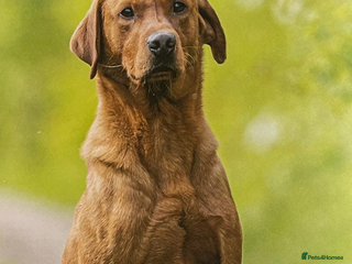 Labrador Retriever dogs Fox red Labradors - Advert 13