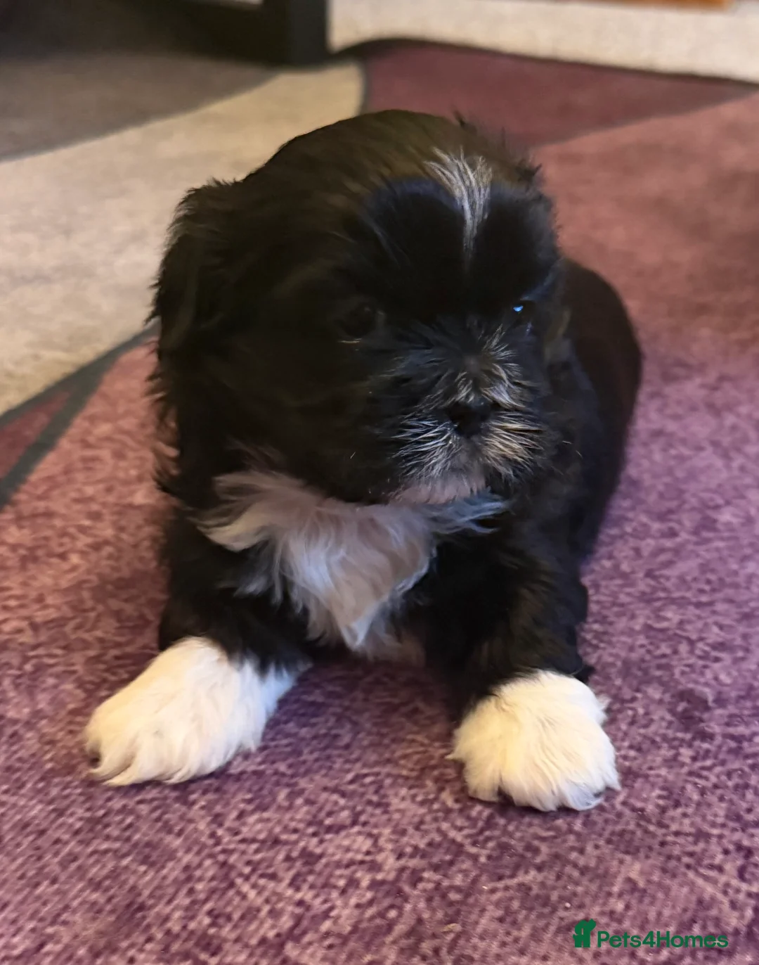 Shih Tzu dogs for sale: Beautiful Shih Tzu’s - STUNNING pure breds - Advert 7