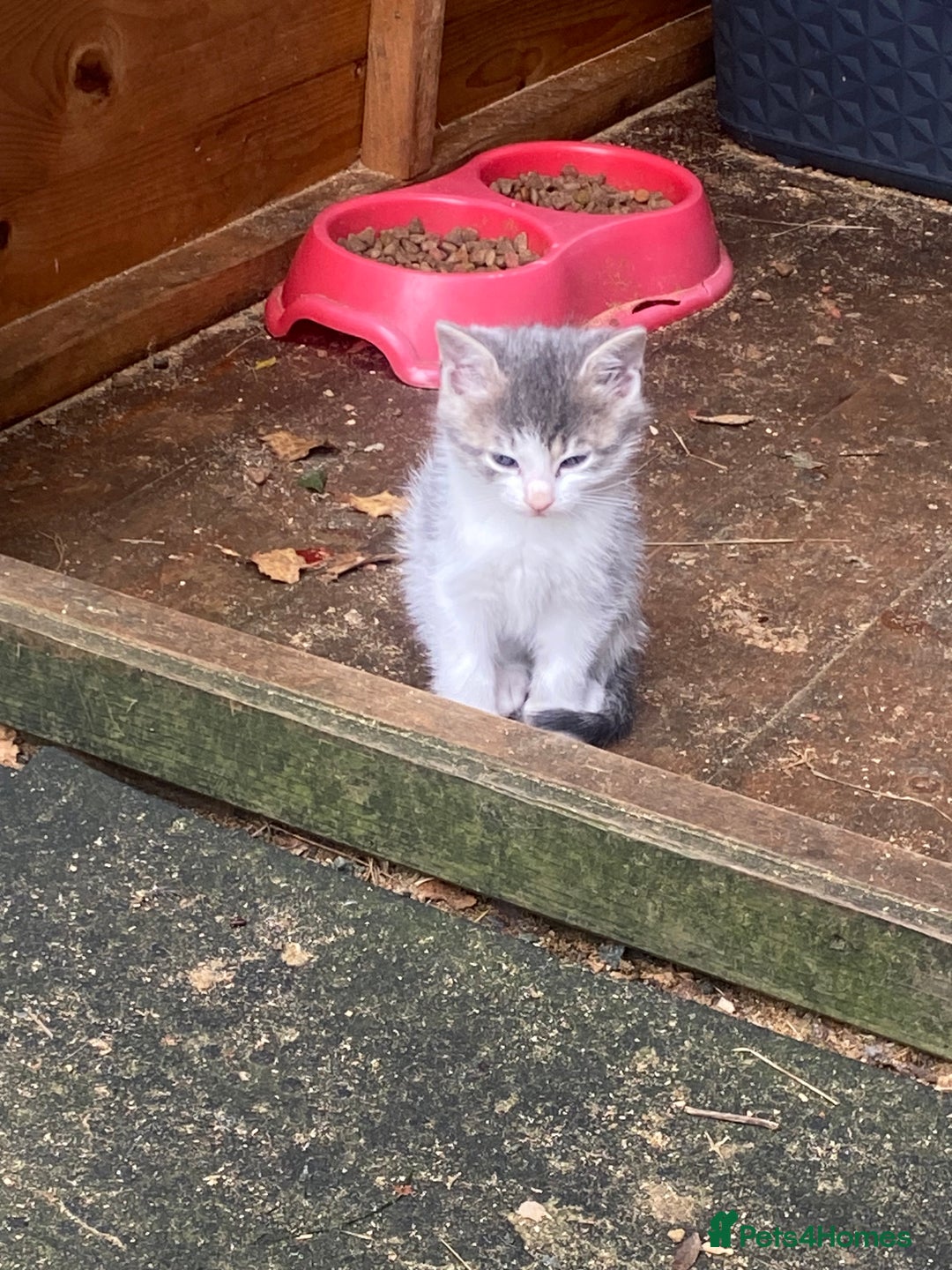 Mixed Breed cats for sale: Farm reared kitten check location before enquiring - Image 3