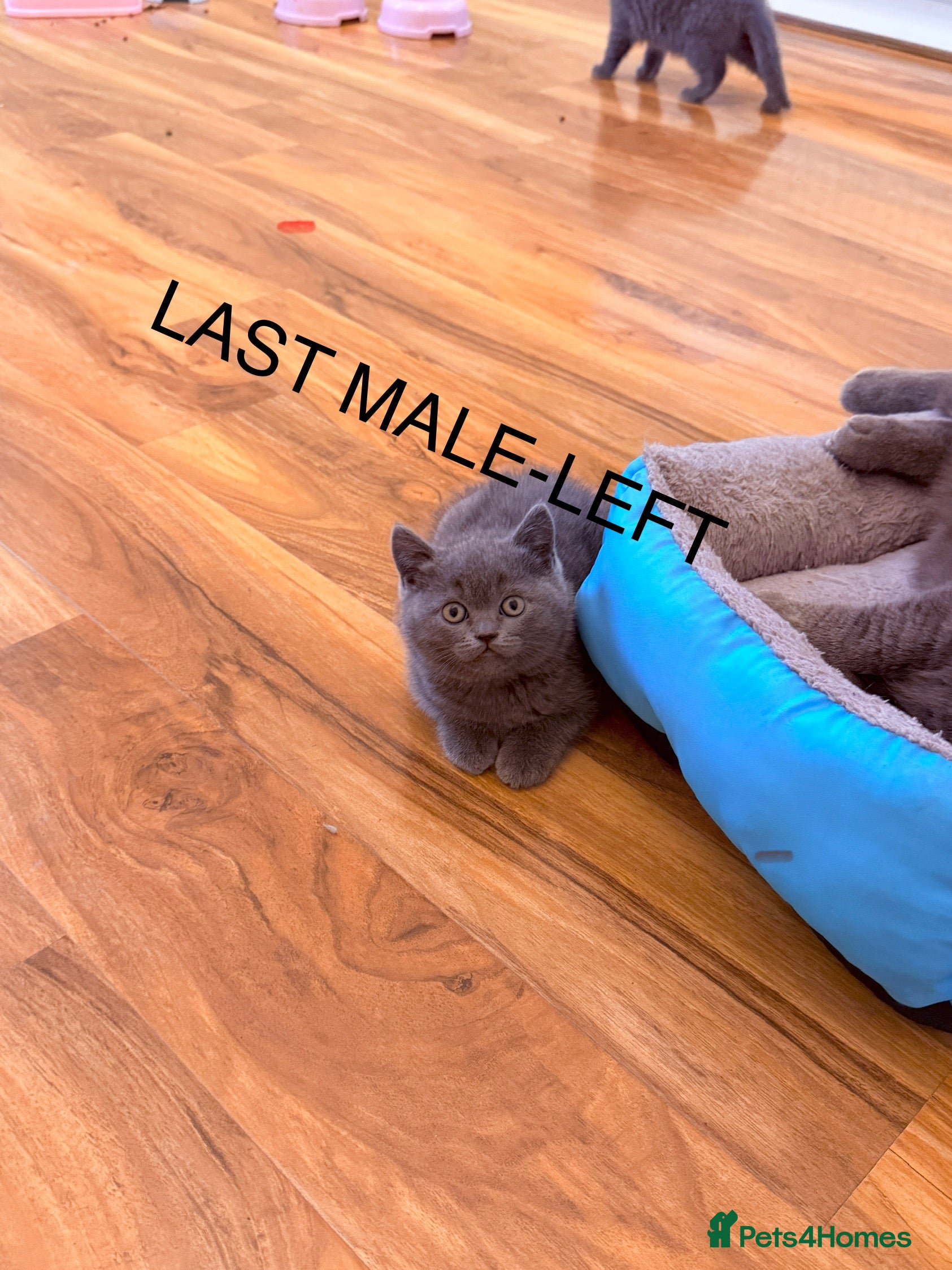 Scottish Fold cats Waiting for a Warm Heart:Scottish Fold for Sale - Advert 4