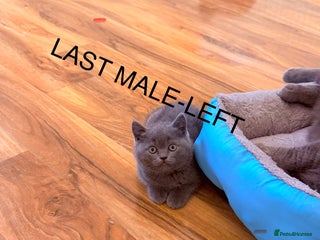 Scottish Fold cats Waiting for a Warm Heart:Scottish Fold for Sale - Advert 9